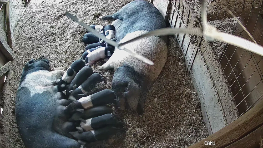 Vand purcei  si grasuni bazna  