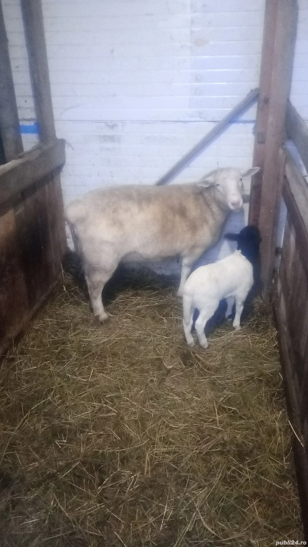 Oaie dorper cu miel de vânzare preț negociabil 