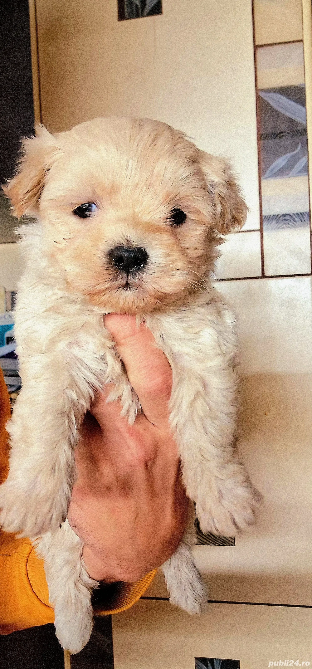 Fetita si baietel rasa Maltipoo toy