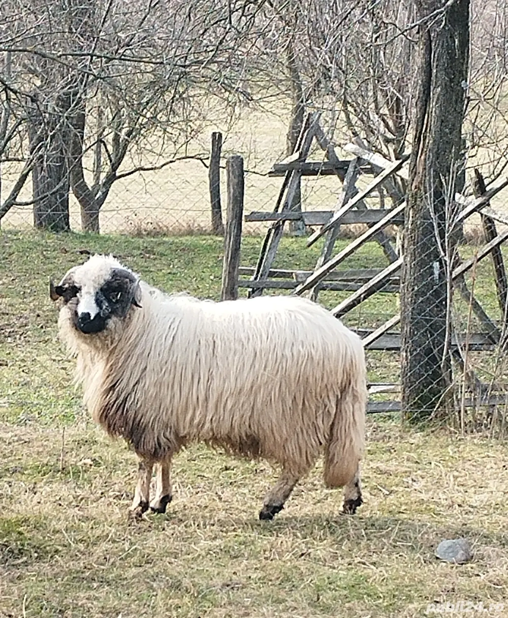 Berbecuț de tinut Arges! 