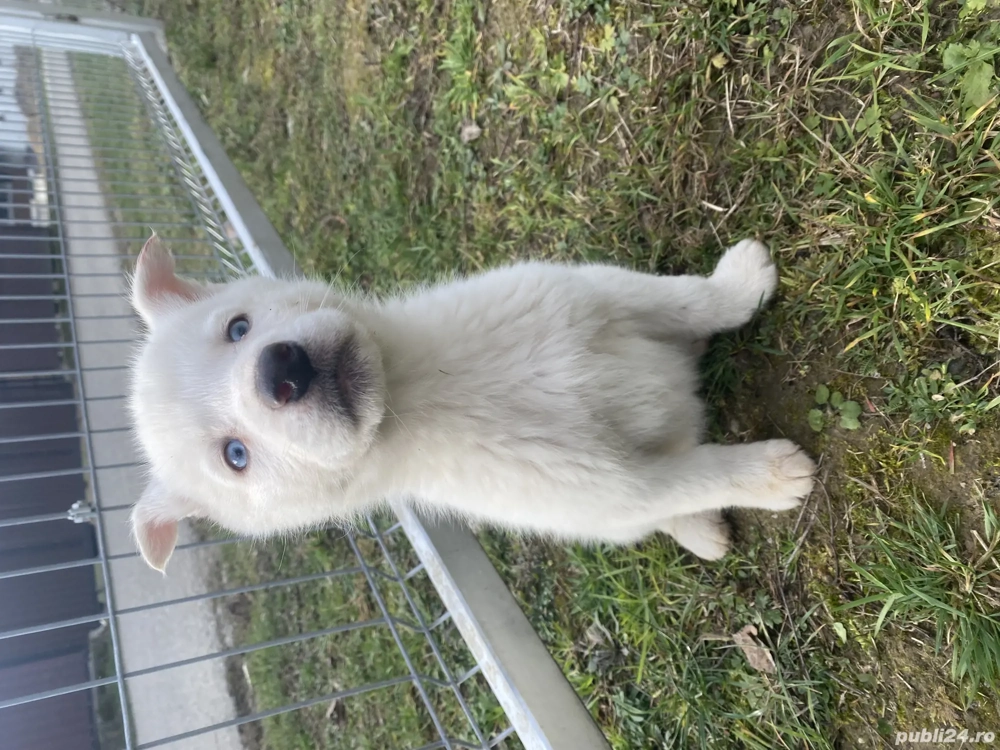 Husky de vanzare!! 80 de euro,1 mascul si 4 femele