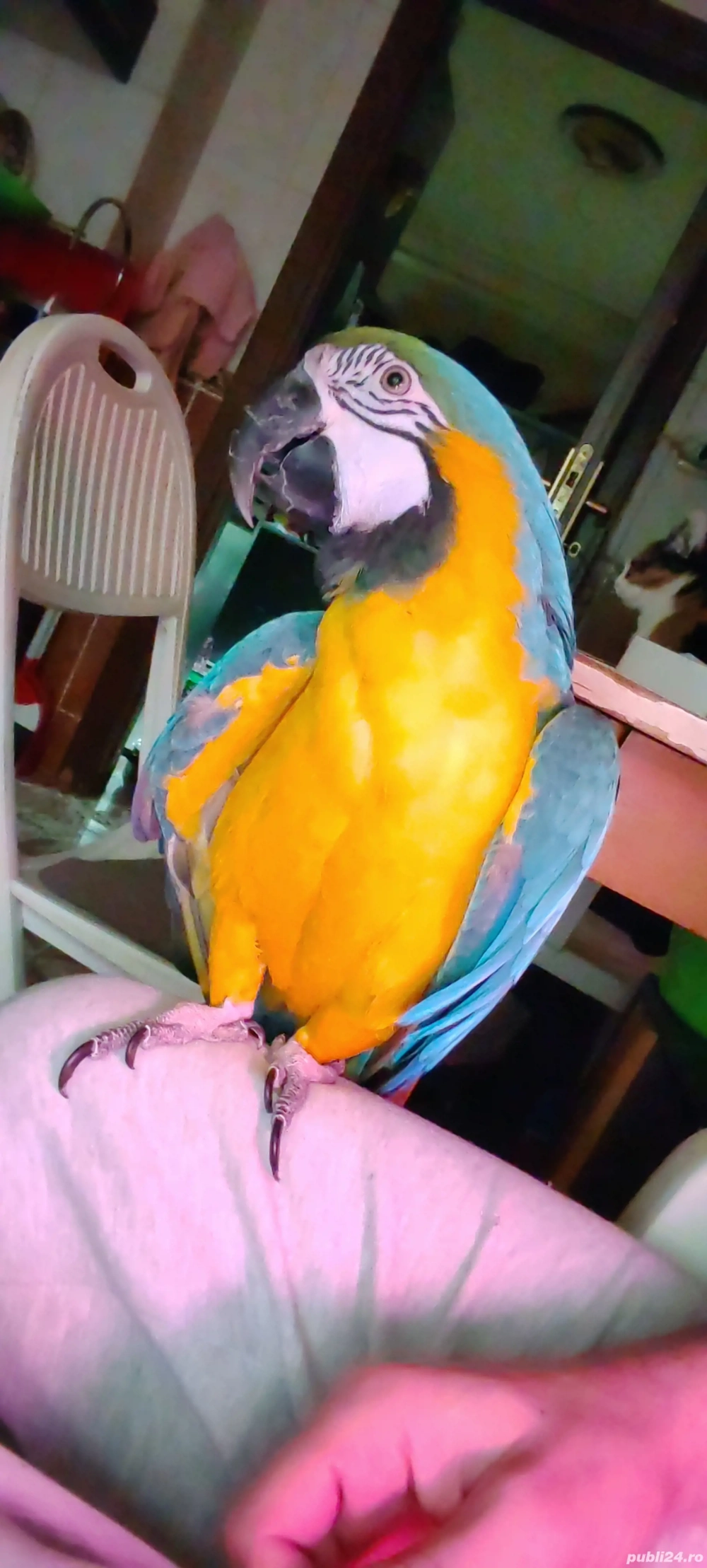 Vand papagal ara cu pieptul galben