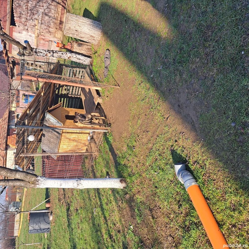 Pui ciobănesc belgian