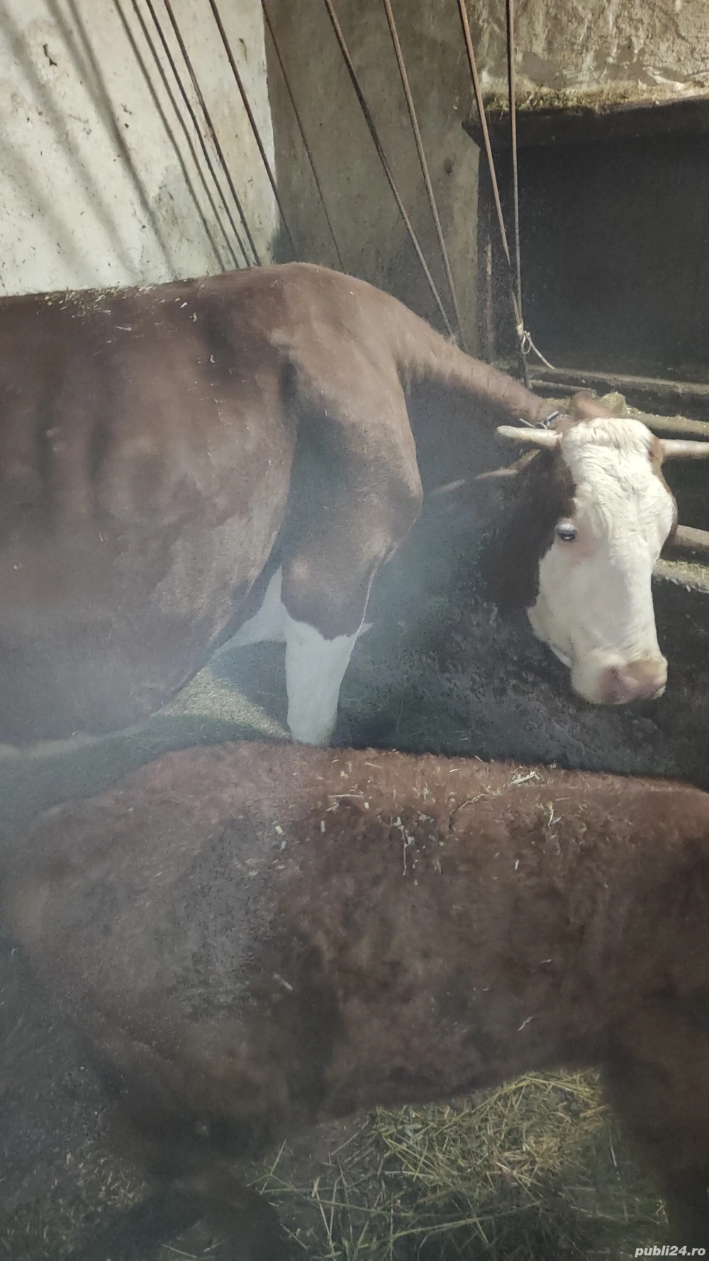 Vând vacă de 7 ani cu vitel