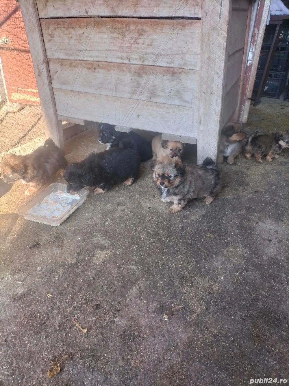 Donez căței de rasa mică 