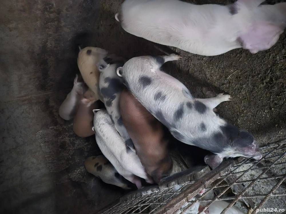 vând soldani de 4 luni 