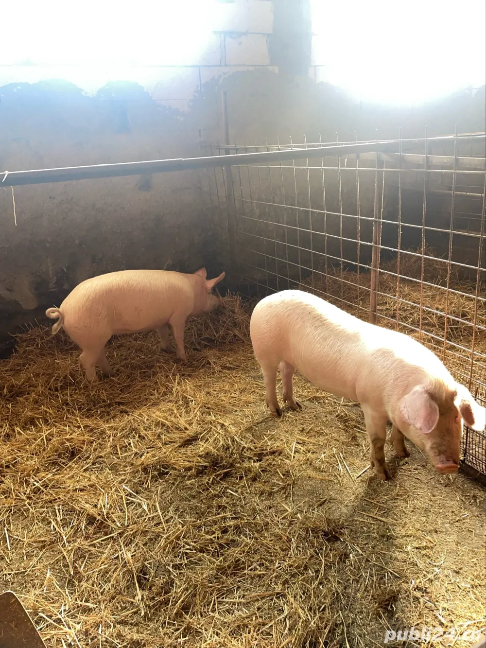 vand purcei ințărcați 