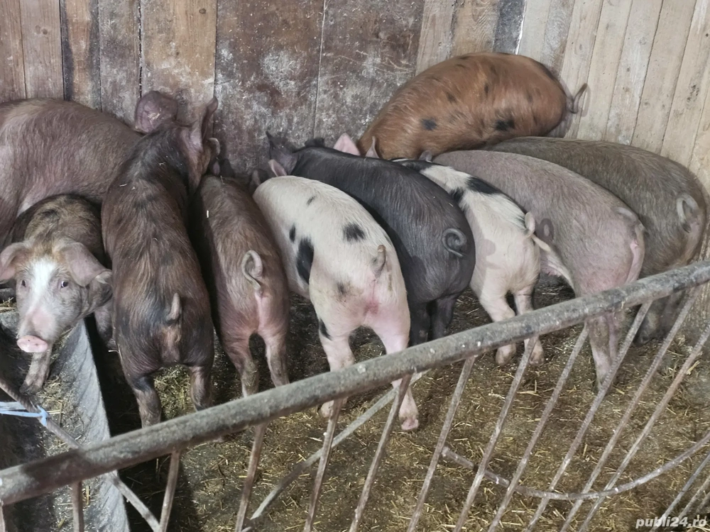 vând 10 soldani rasa de calitate de carne mascul castrați 40-55 kg 