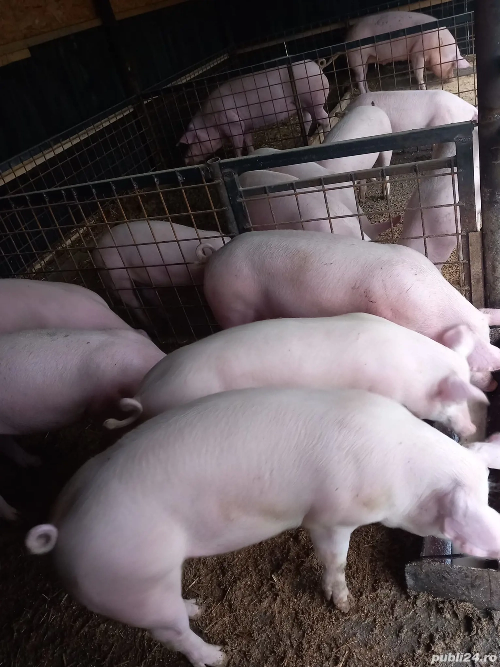 Vand porci si purcele 