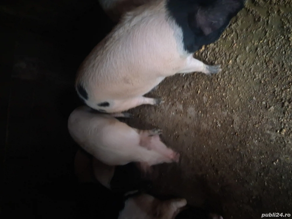 Vand porci 140 150 kg