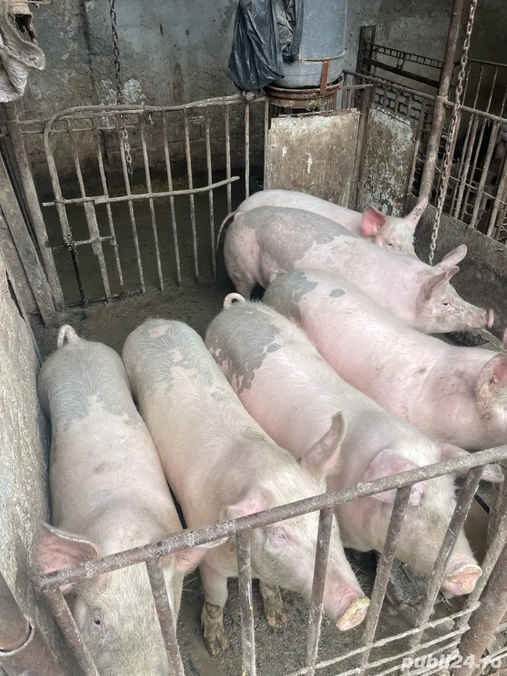 Porci marele alb si pic, de 60-80 kg