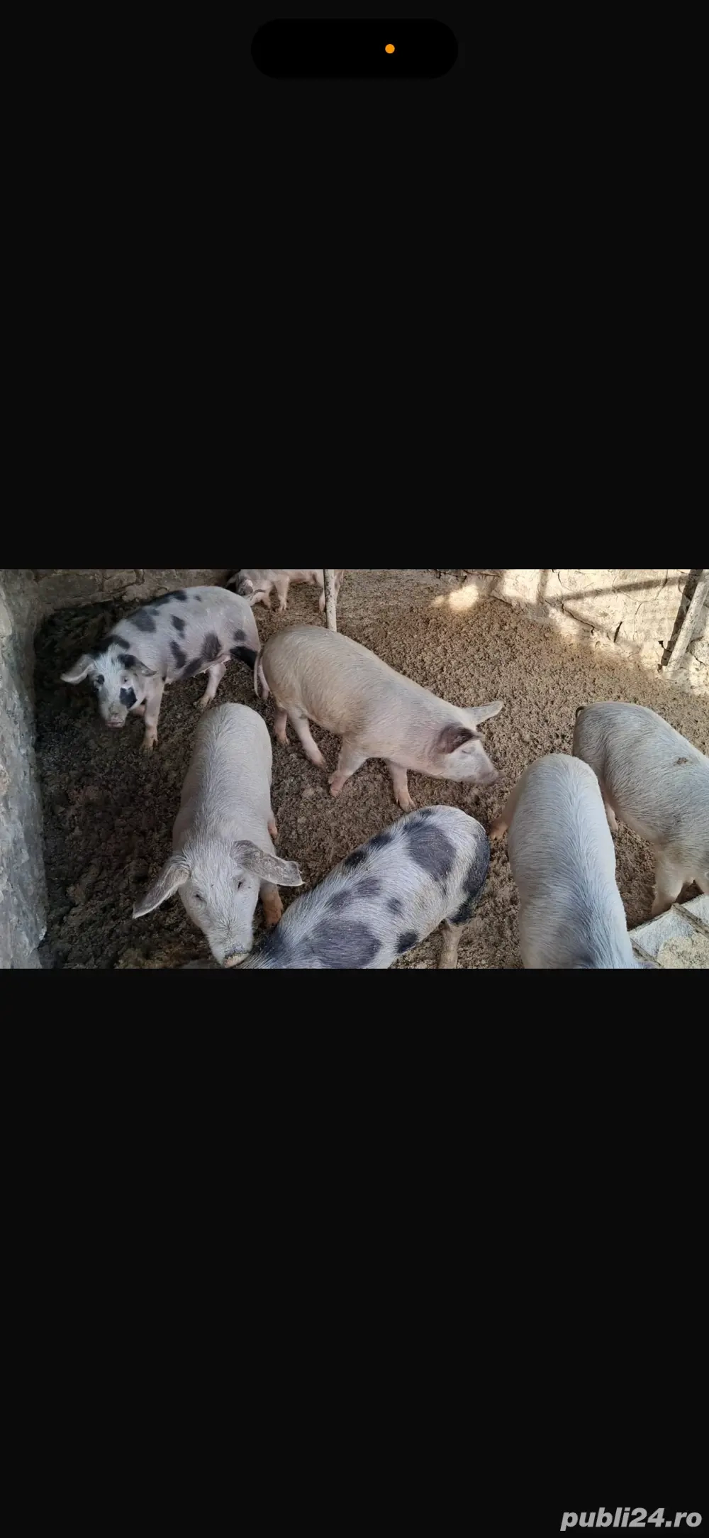 vand porci de rasa petran