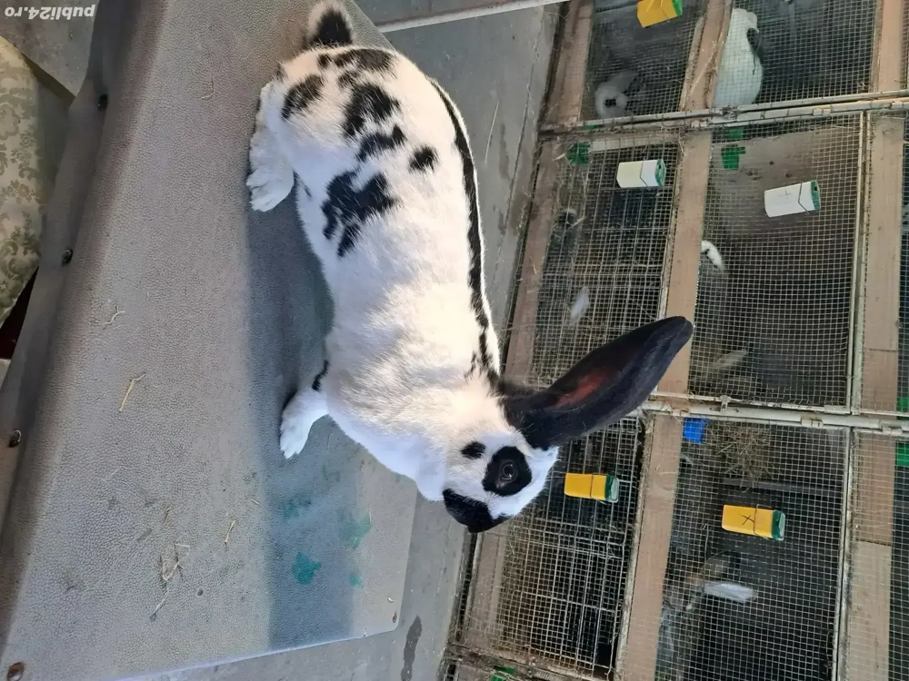 Vând Femelă Rasa Uriaș German Pestriț Pe Negru