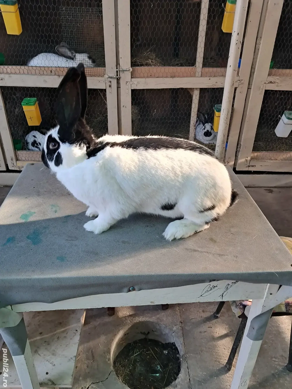 Vând Femelă Rasa Uriaș German Pestriț Pe Negru