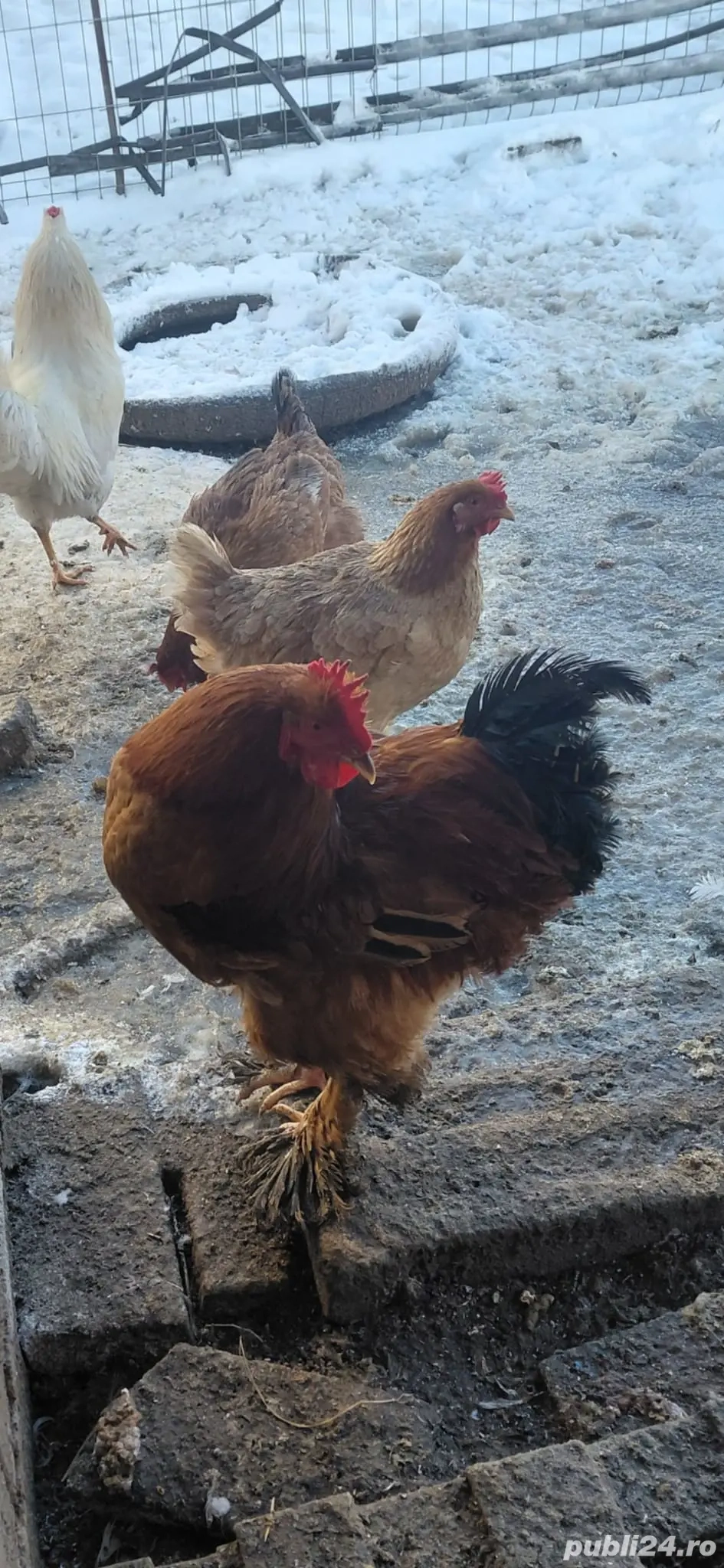 Vand gaini,cocoși și rațe