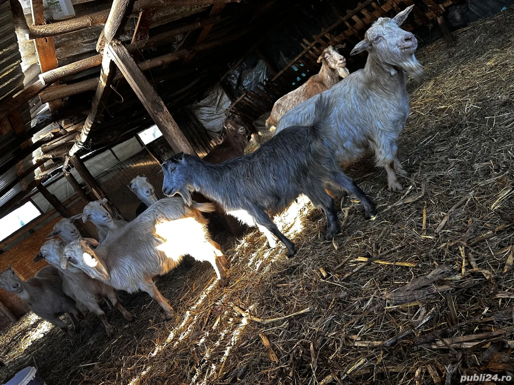 Vând 10 capre gestante 