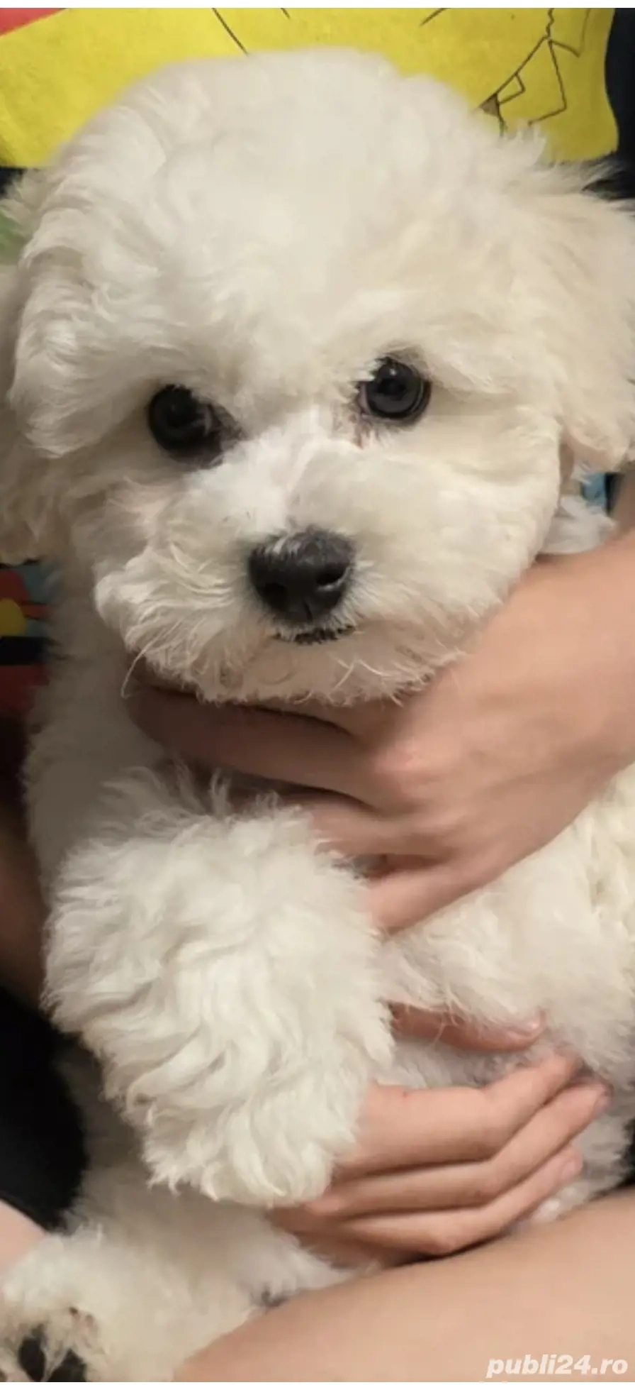 Vand bishon frise mascul