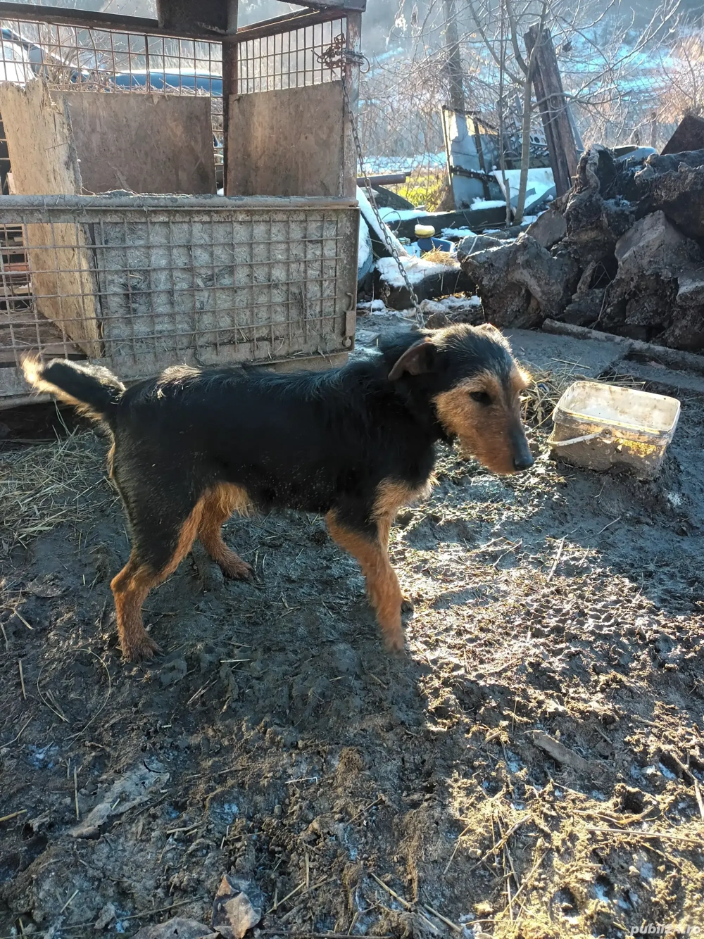 Pereche de jagdterieri  