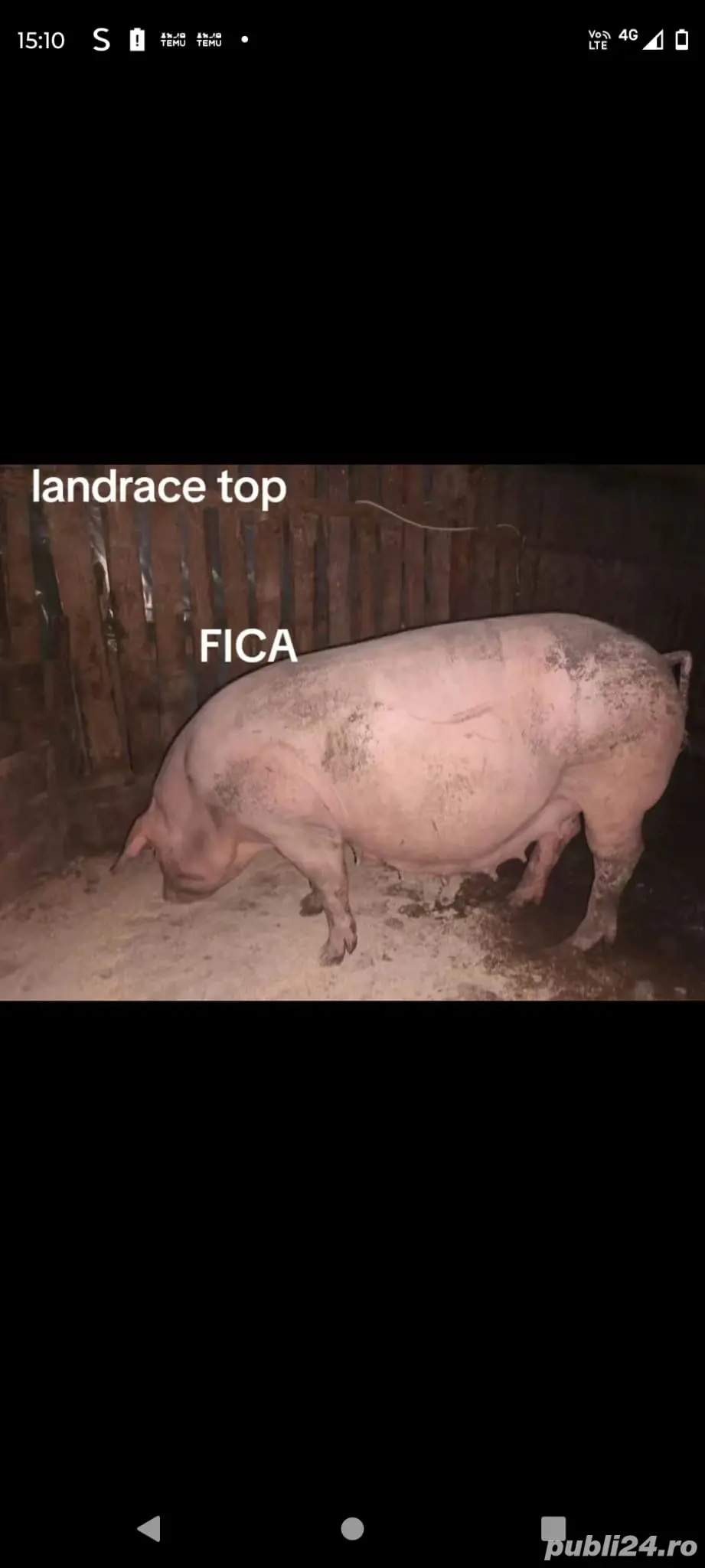 scroafe fatate sau înțărcate 