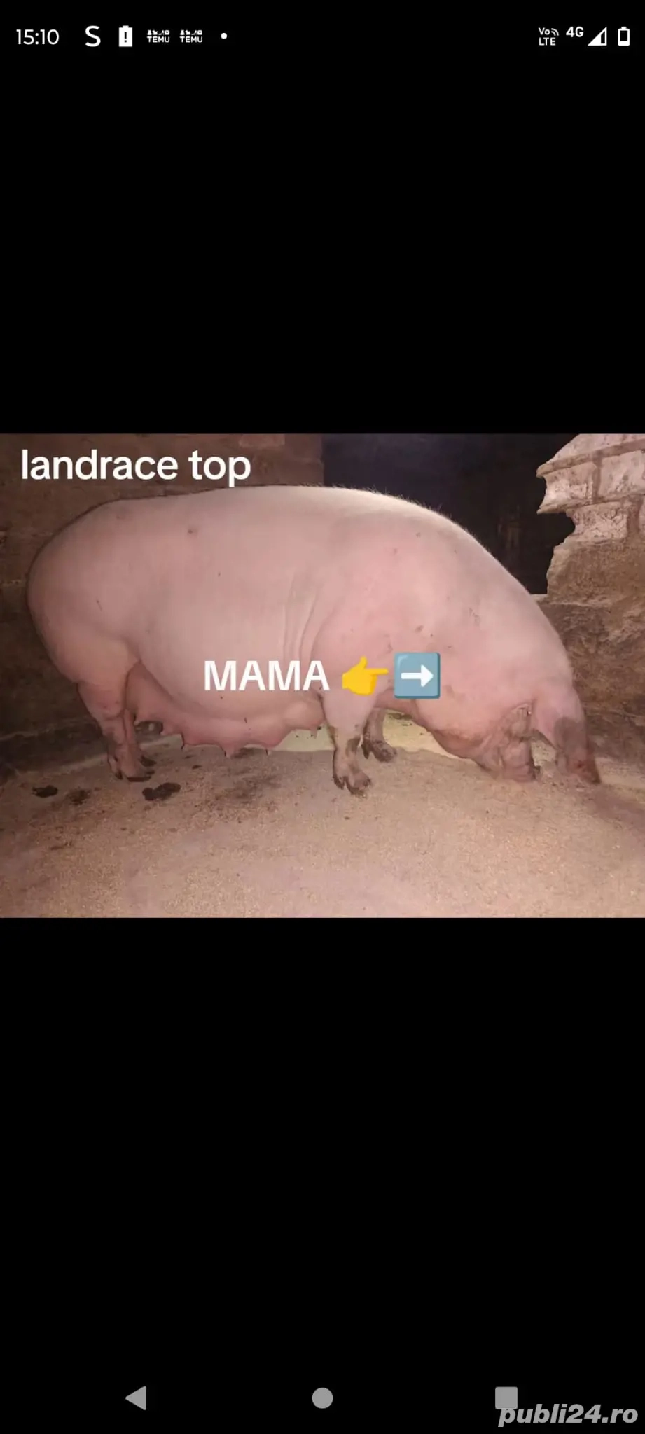 scroafe cu purcei sau ințarcate 