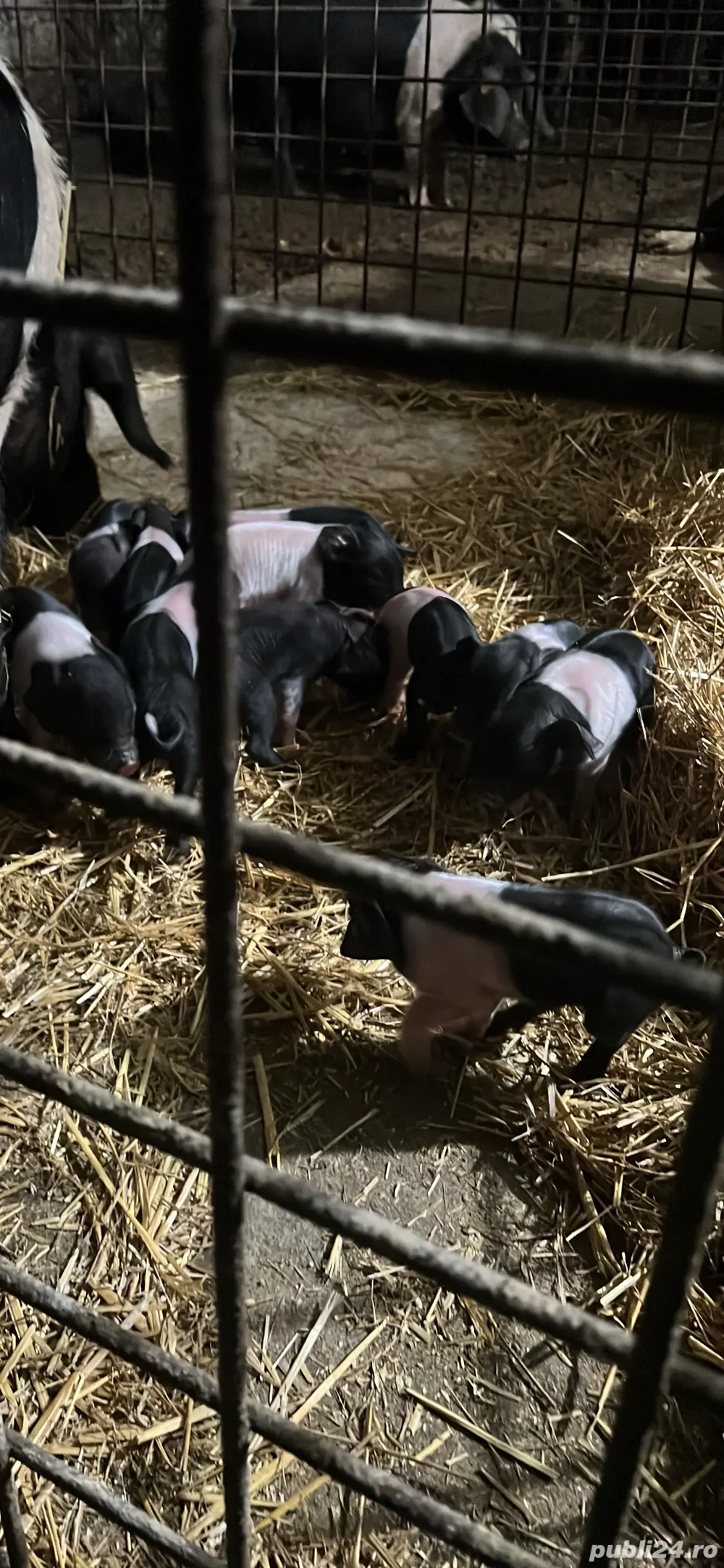 Porci Bazna Cu cetifcat sau fără 