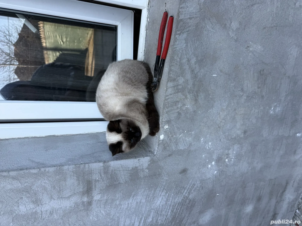 Siameză de rasă pură, 