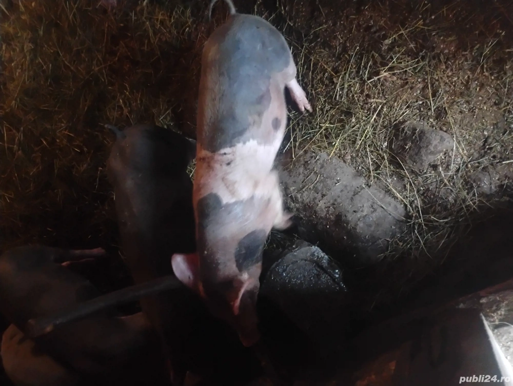 Vând godini rasă de carne