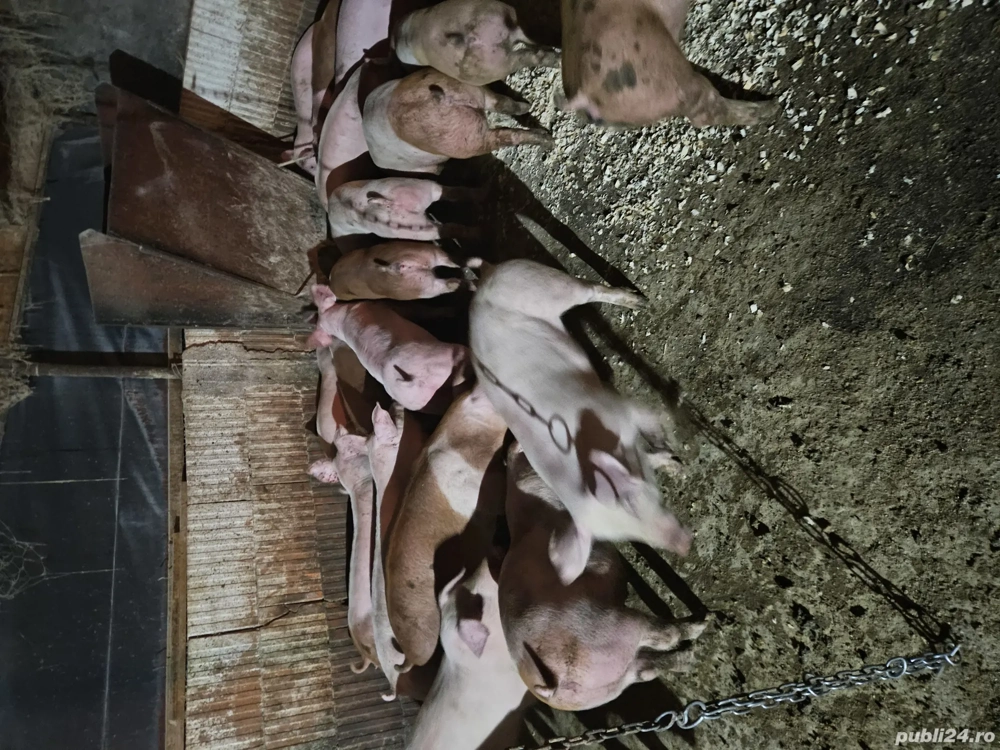 Vând purcei și porci de carne 