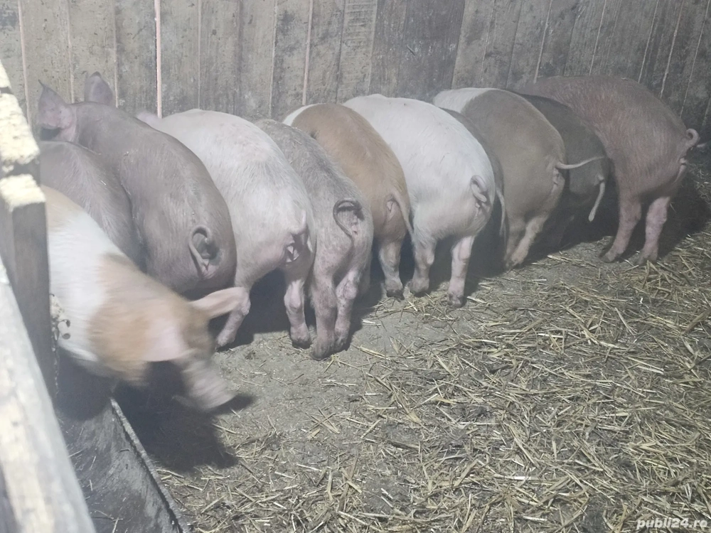 vând 10 purcei de 11 săptămâni rasă de calitate de carne 