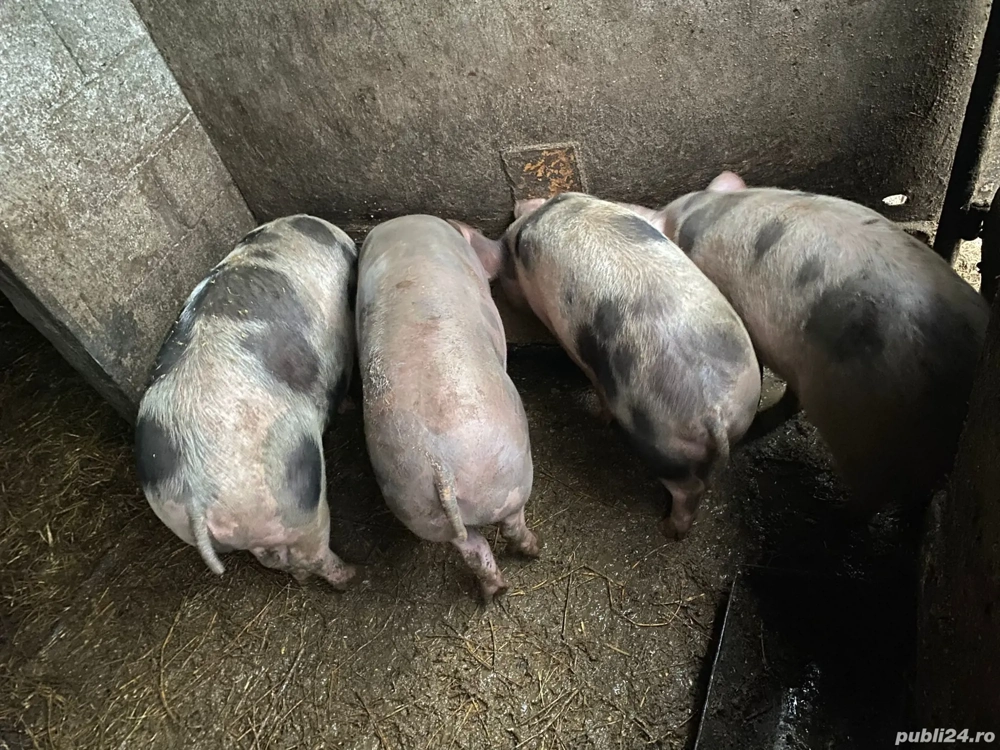 vând purcei de carne 