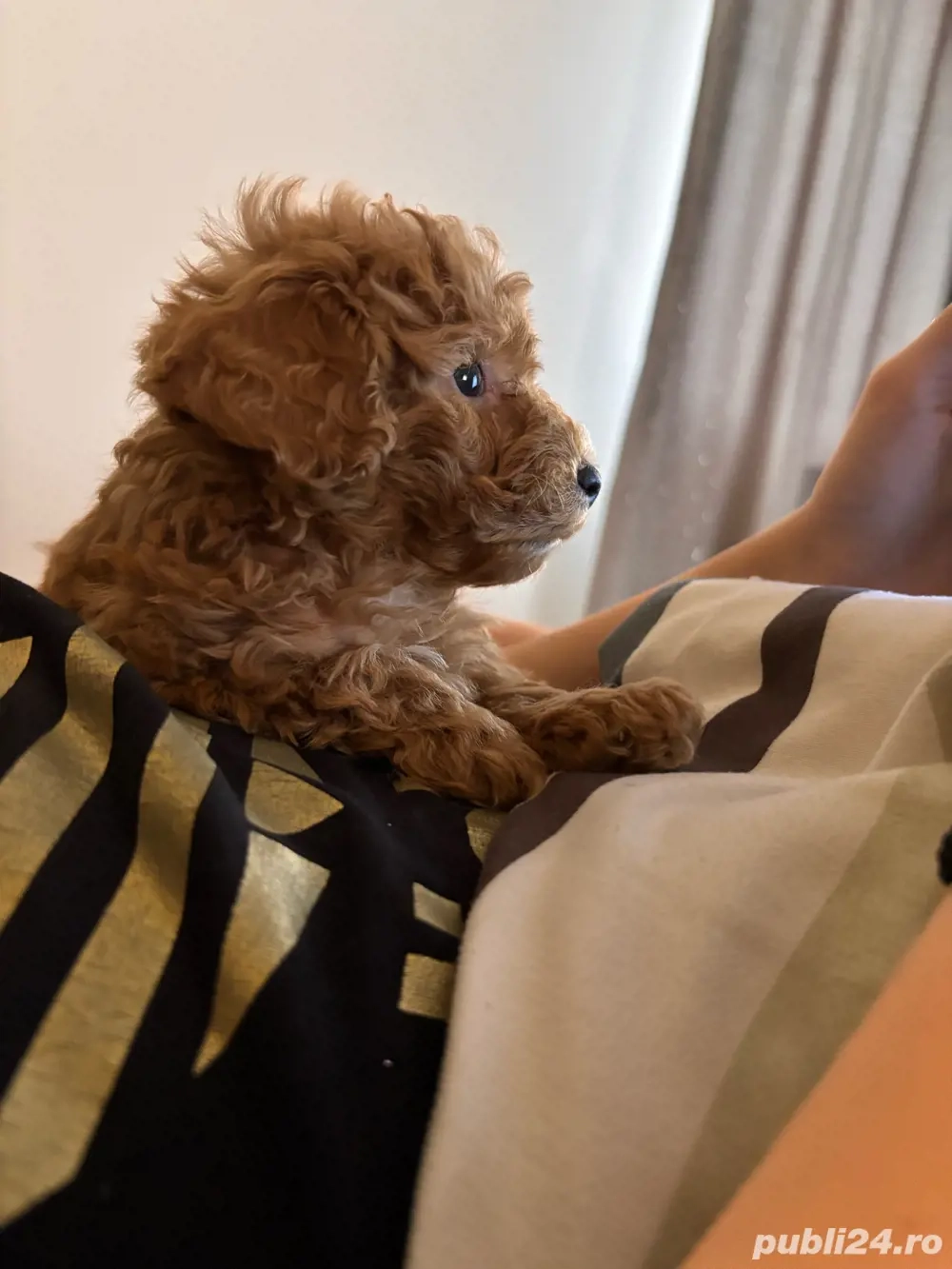 maltipoo mini toy