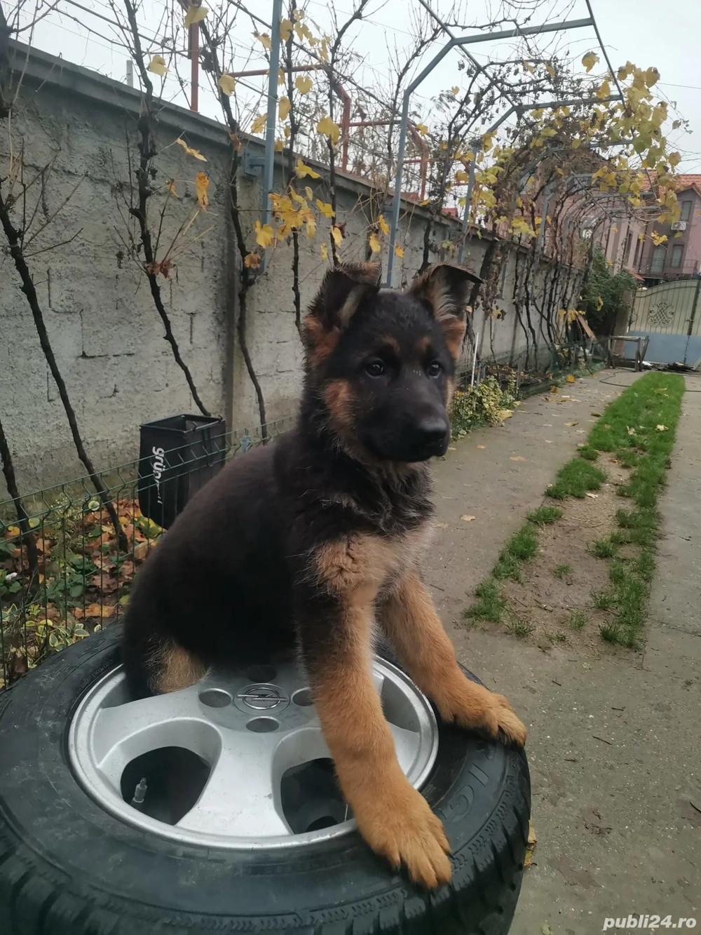 Pui ciobănesc german