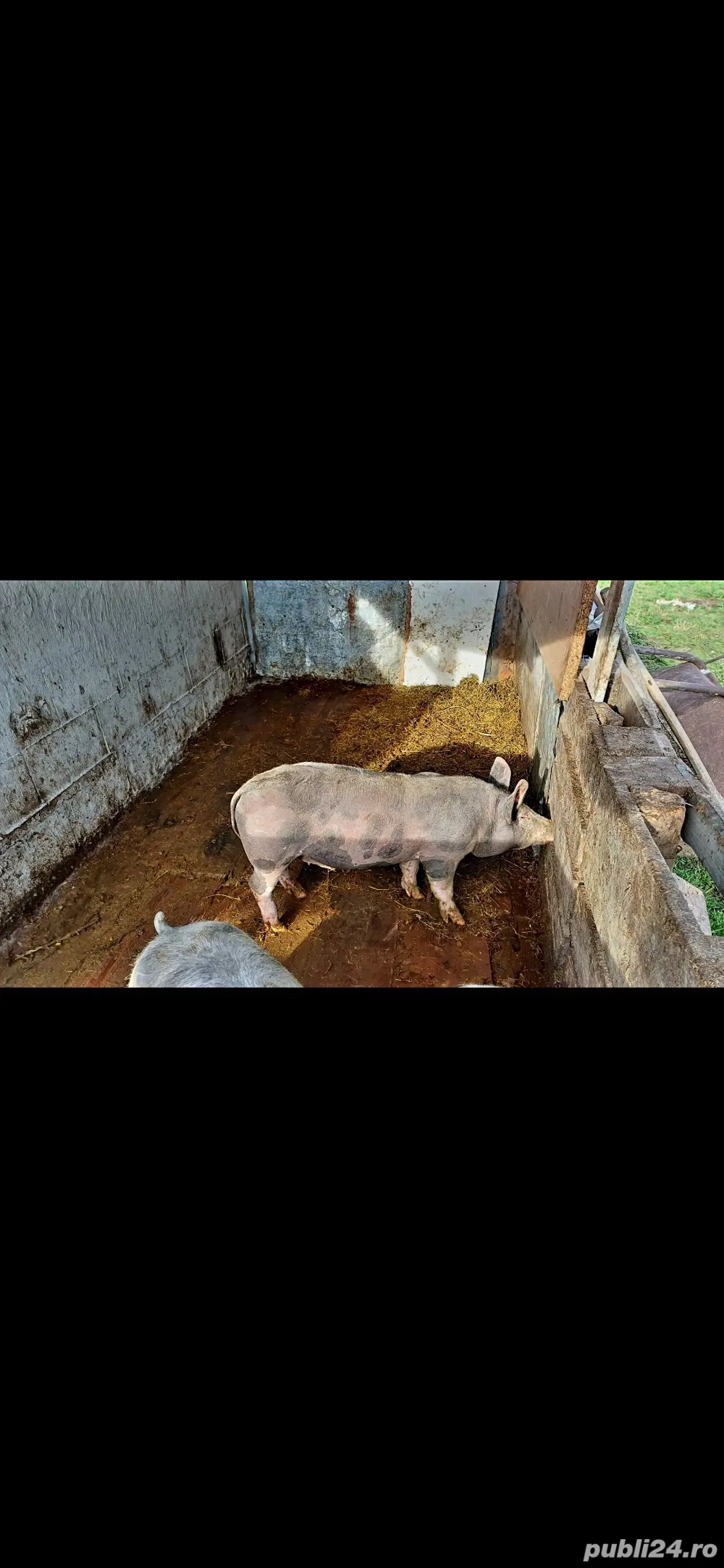 vând porcei petrain