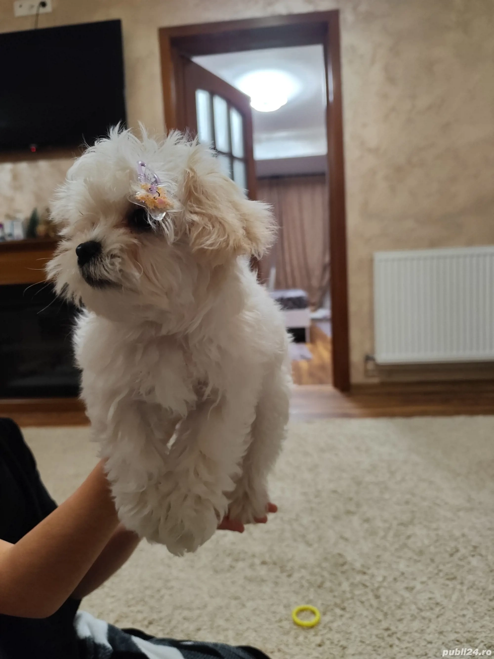 Bichon maltez mini toy 