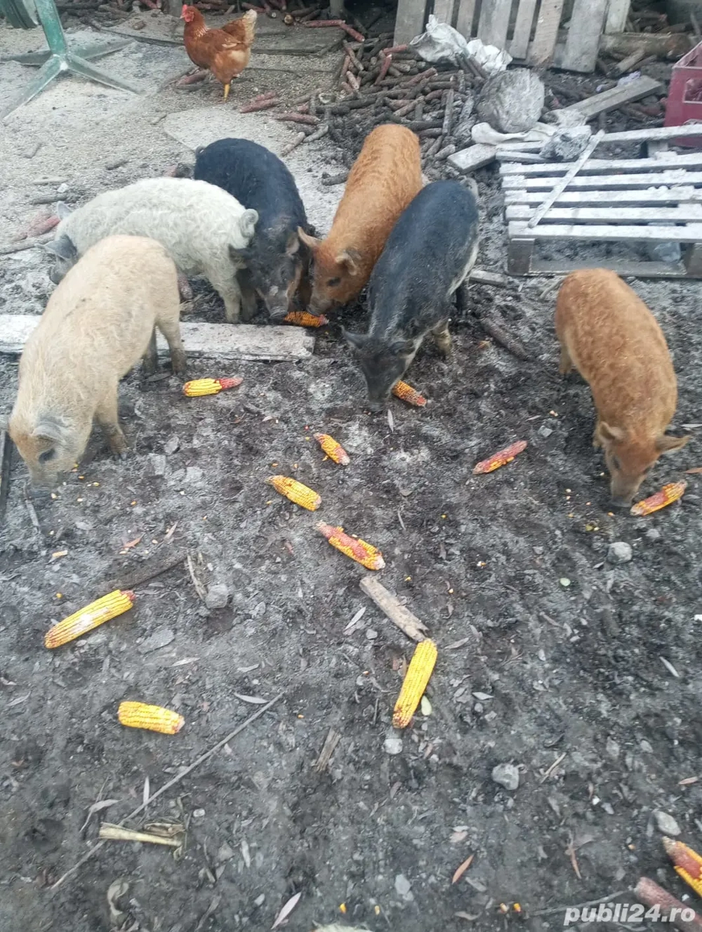 Purcei mangalita de vanzare