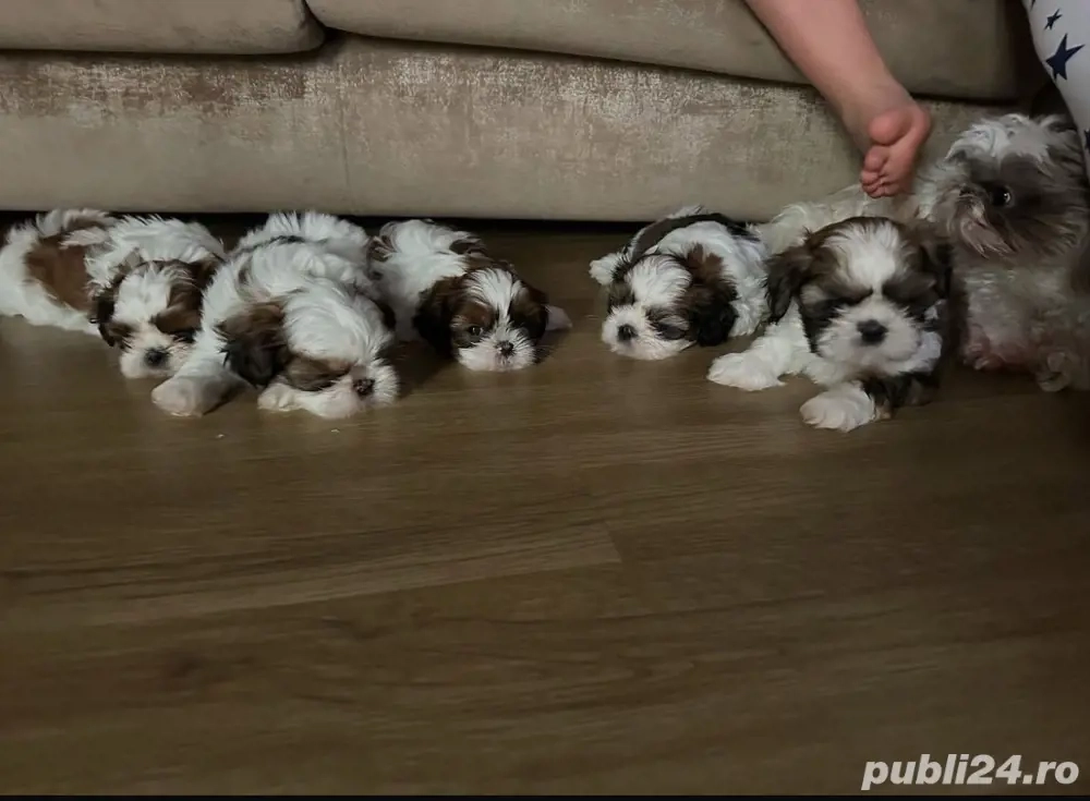 Shih Tzu puiuti 