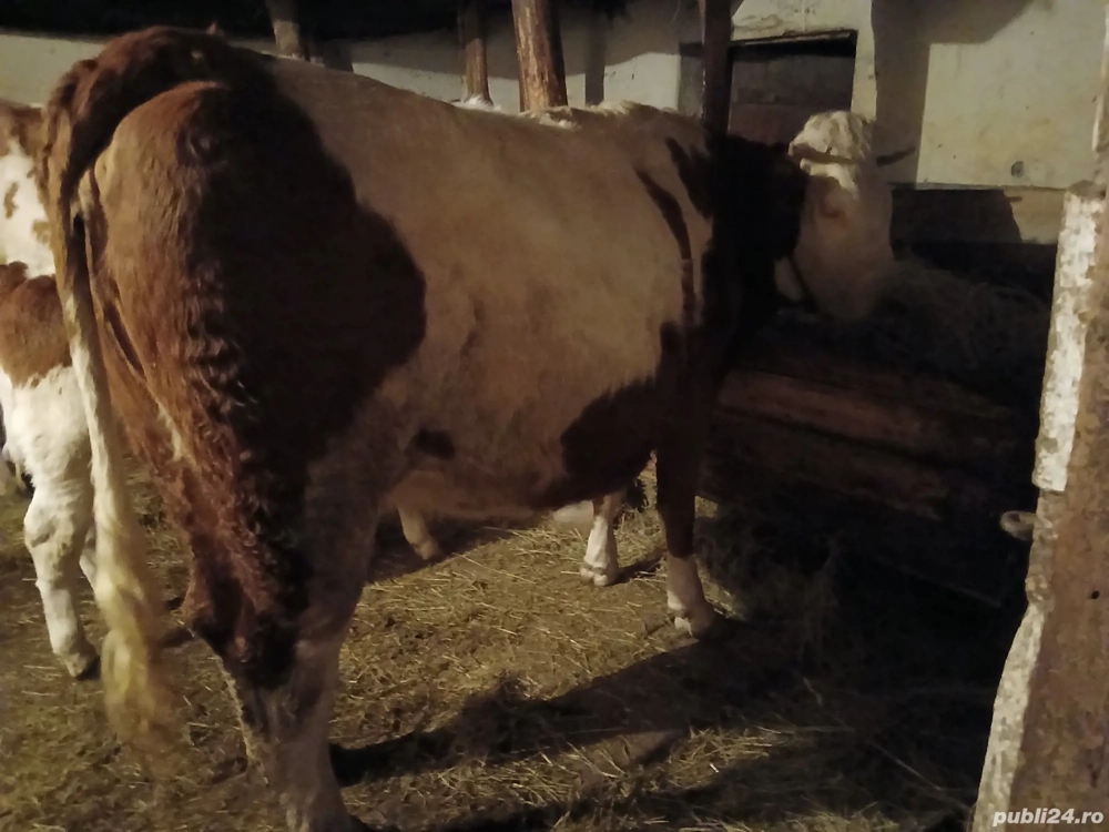 Junincă bălțată românească cu roşu