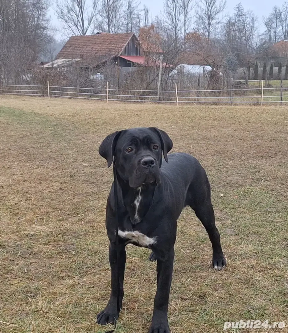 Cane Corso femelă junior, talie mare, pedigree FCI