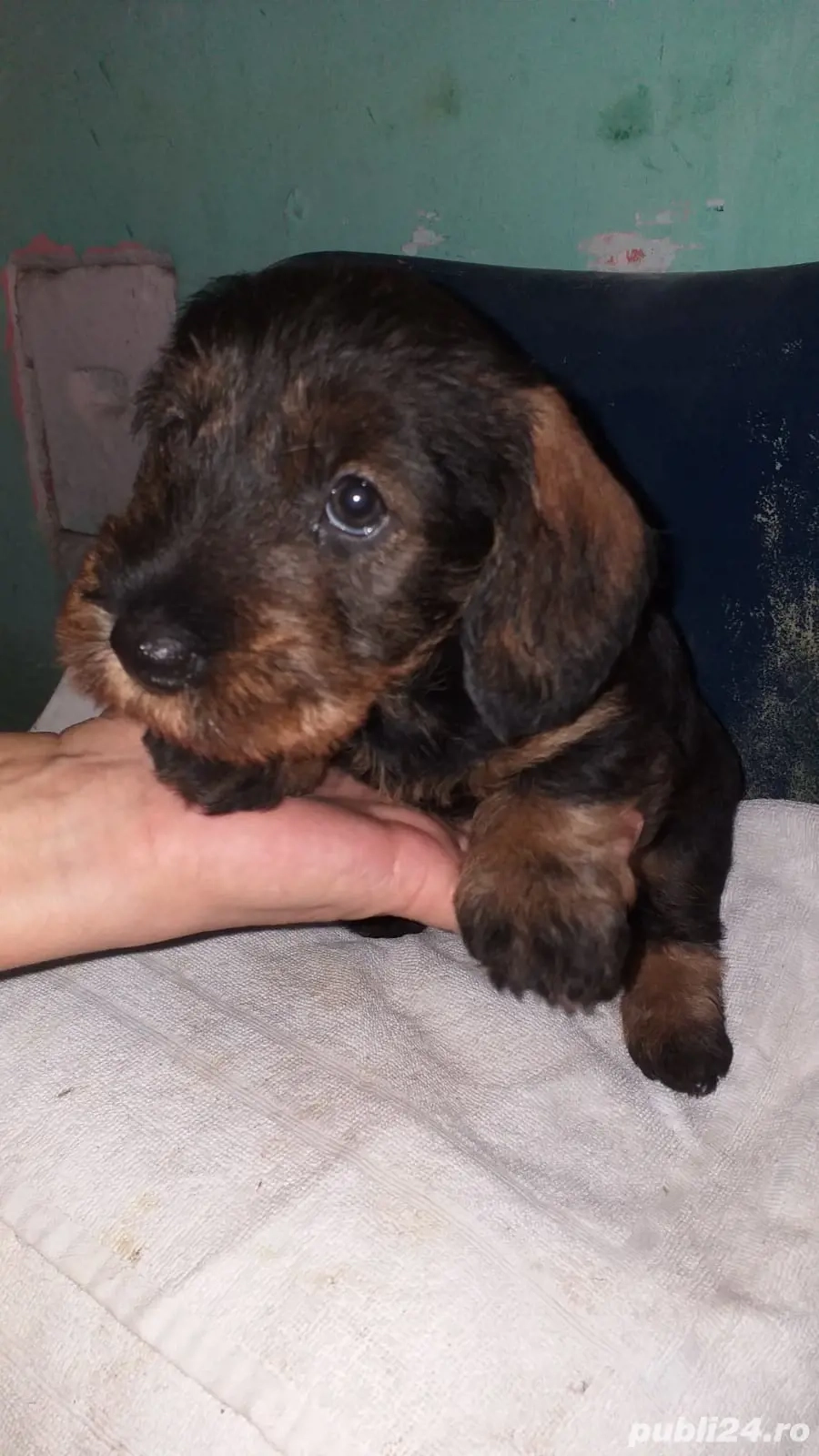 De vanzare pui Teckel sarmos