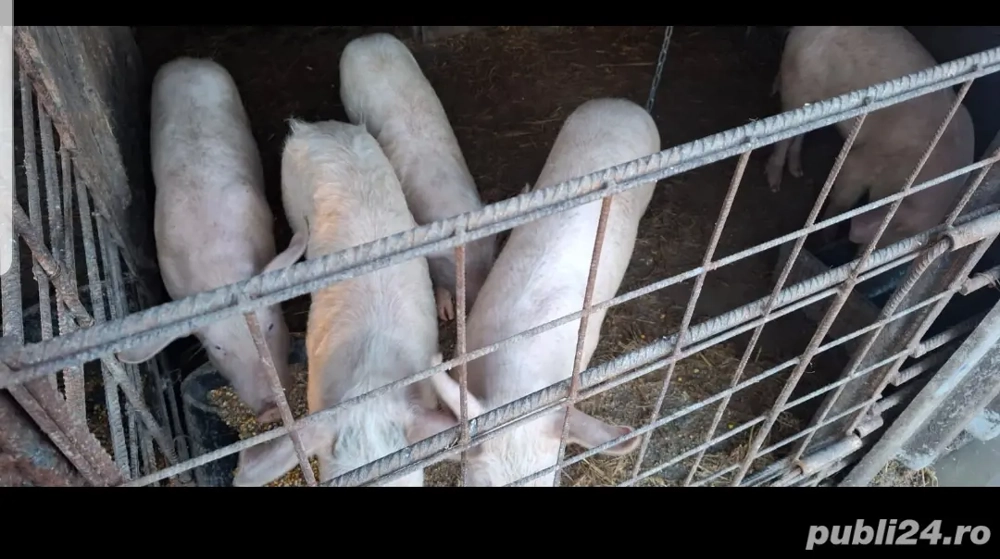 purcei de vânzare 