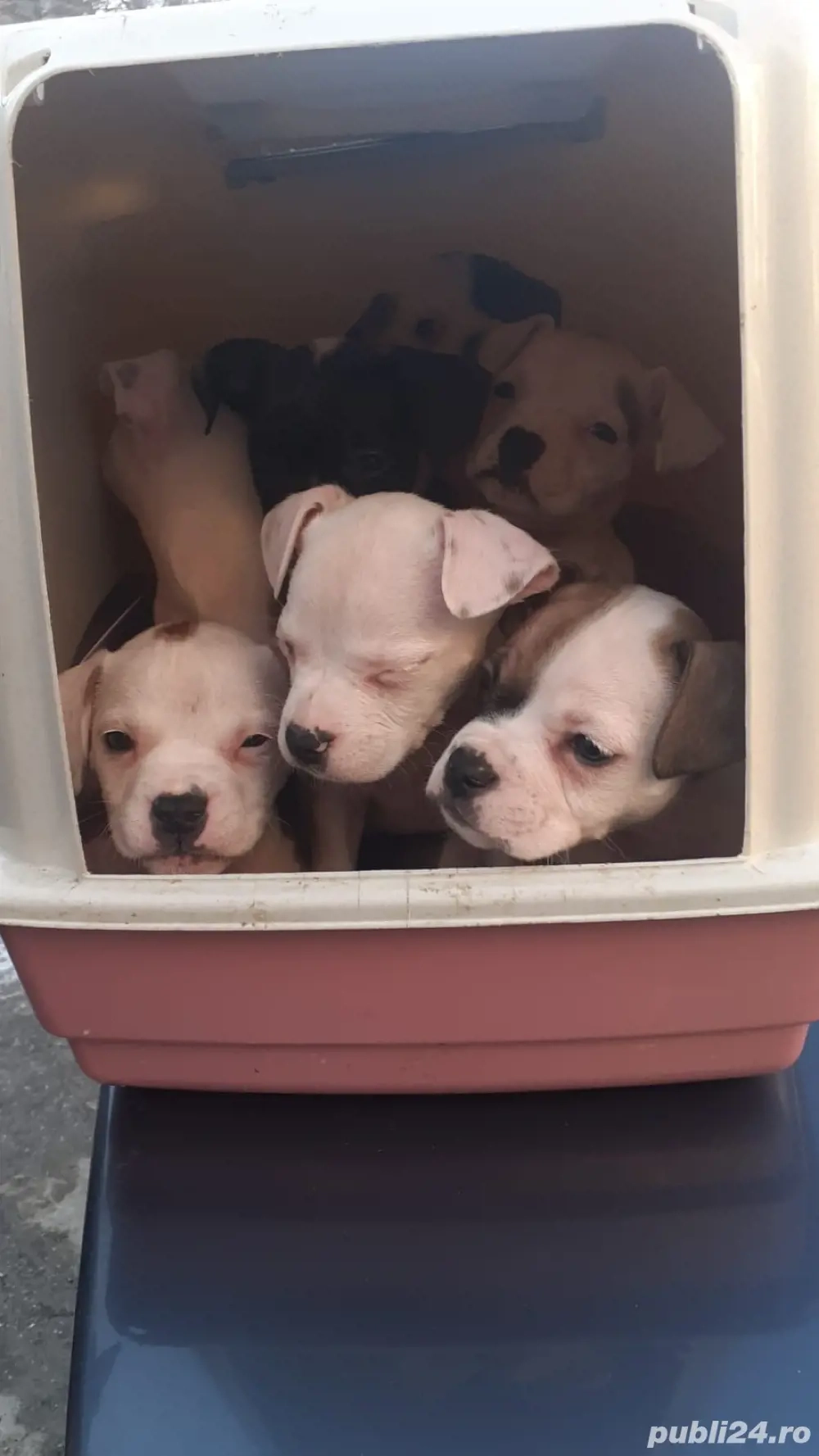 căței hibrizi amstaff+bulldog francez