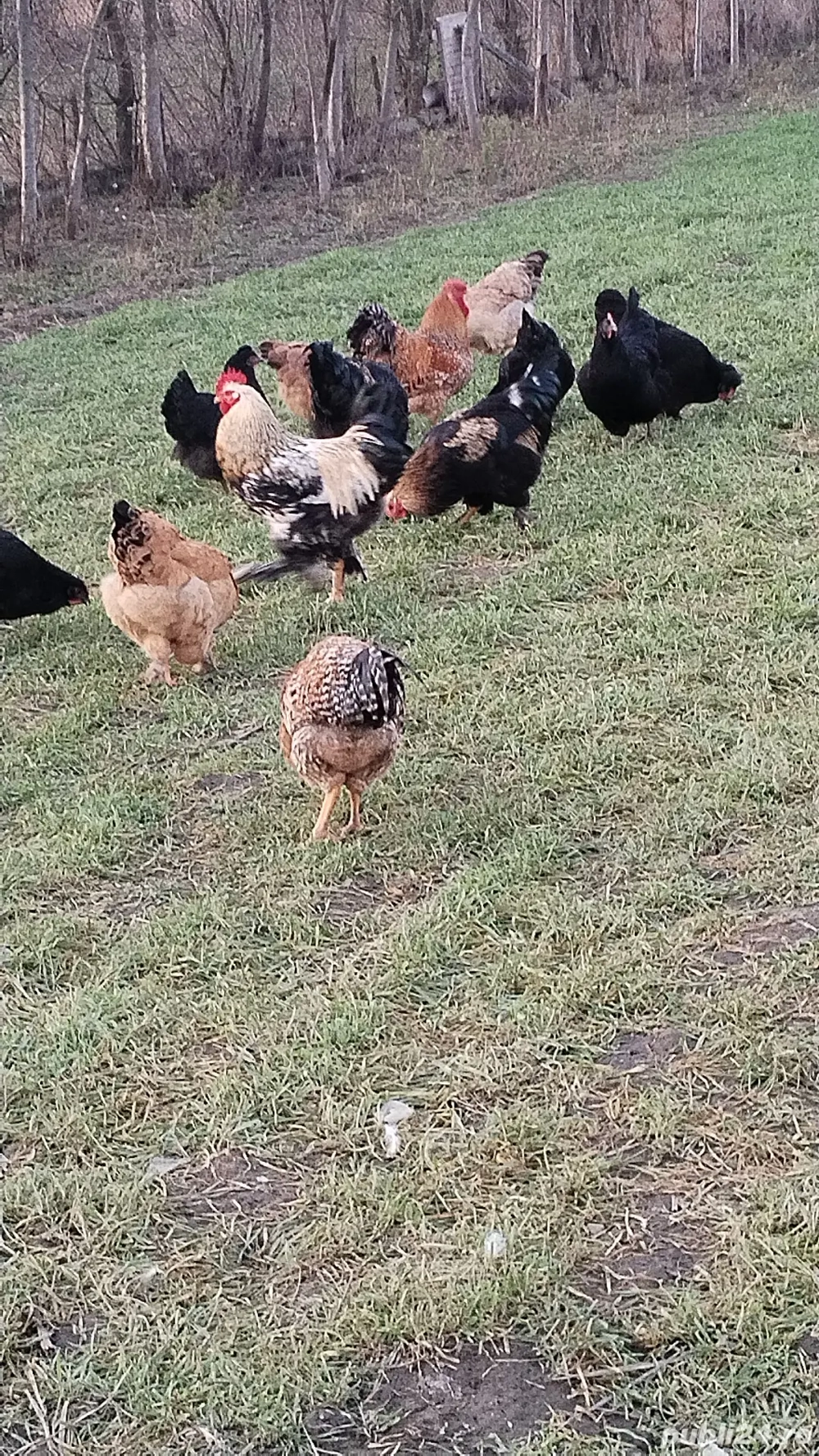 Vând cocoși de casă 