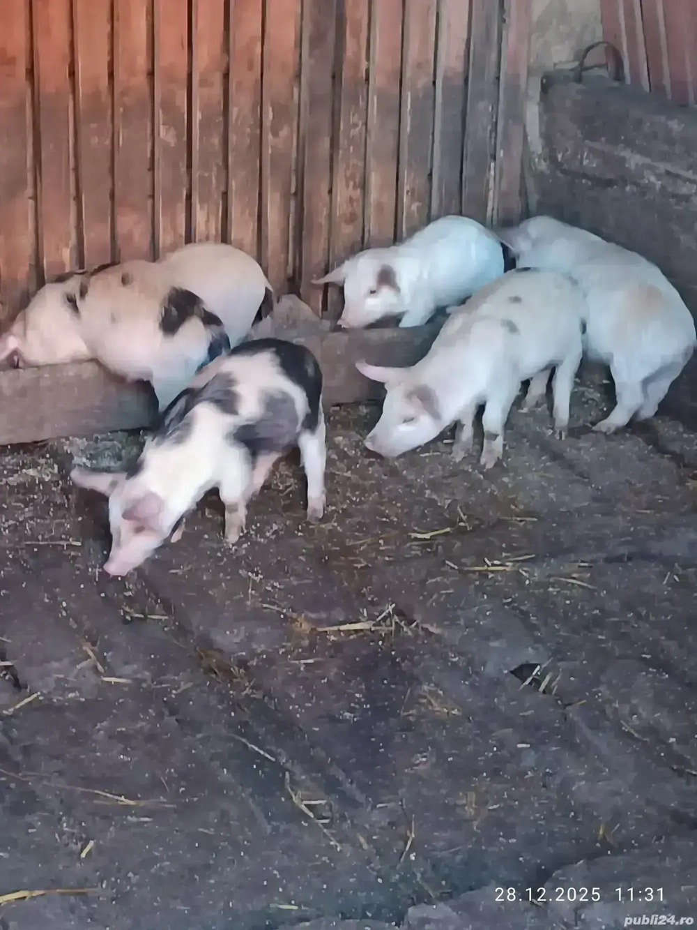 Vând purcei de țară 