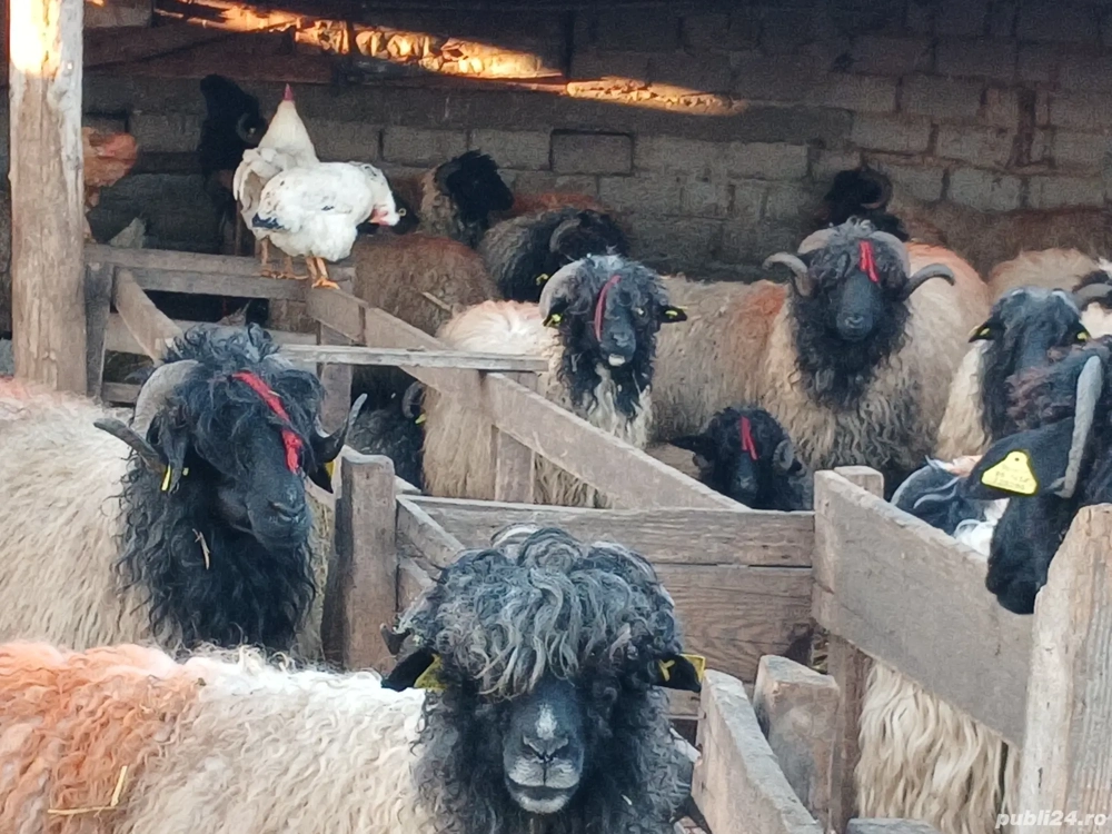 carabase de brastavatu 