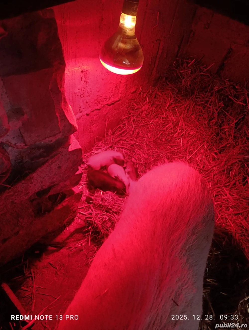 Scroafa vietnamez cu purcei