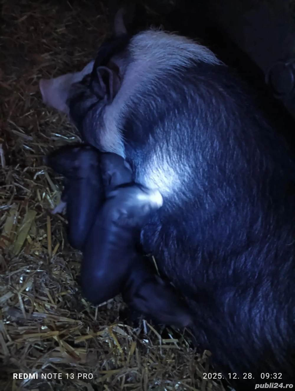 Scroafa vietnamez cu purcei