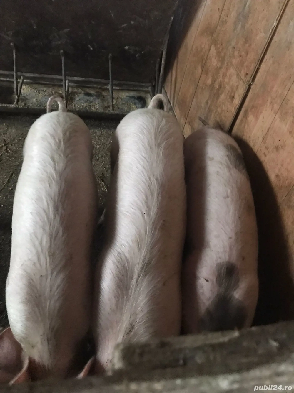 Vând suldei 40 50 kg