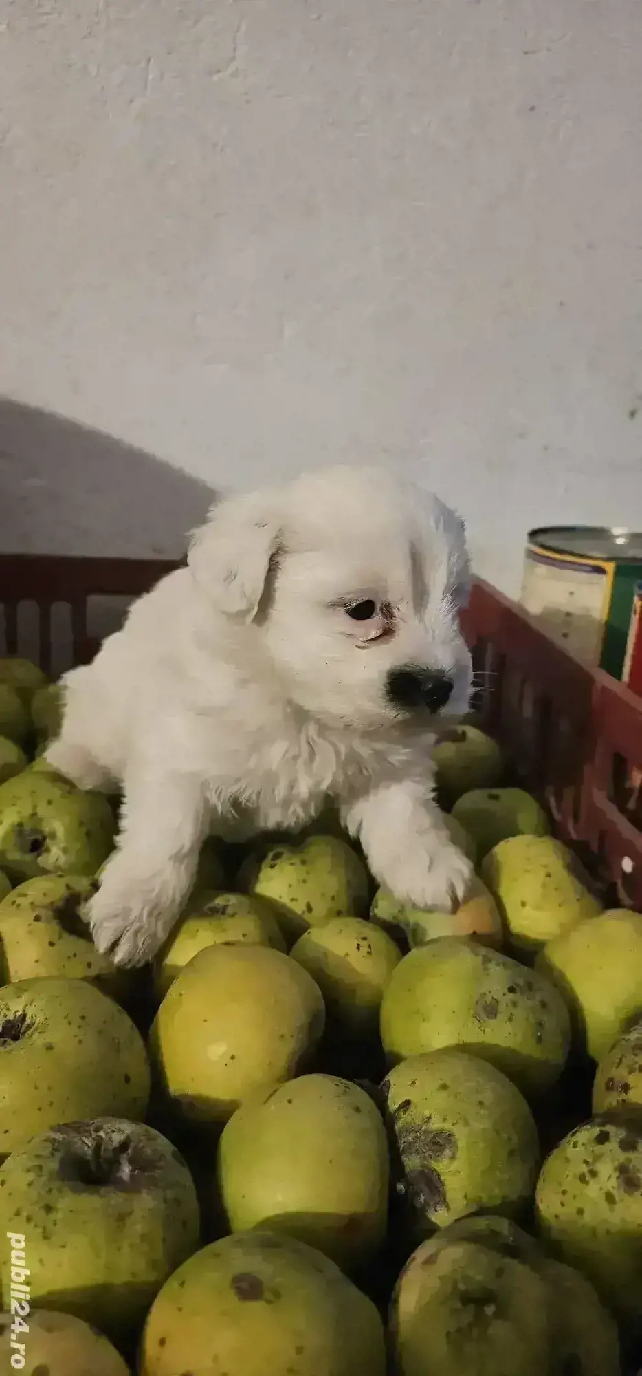 Bichon Maltez talie mica