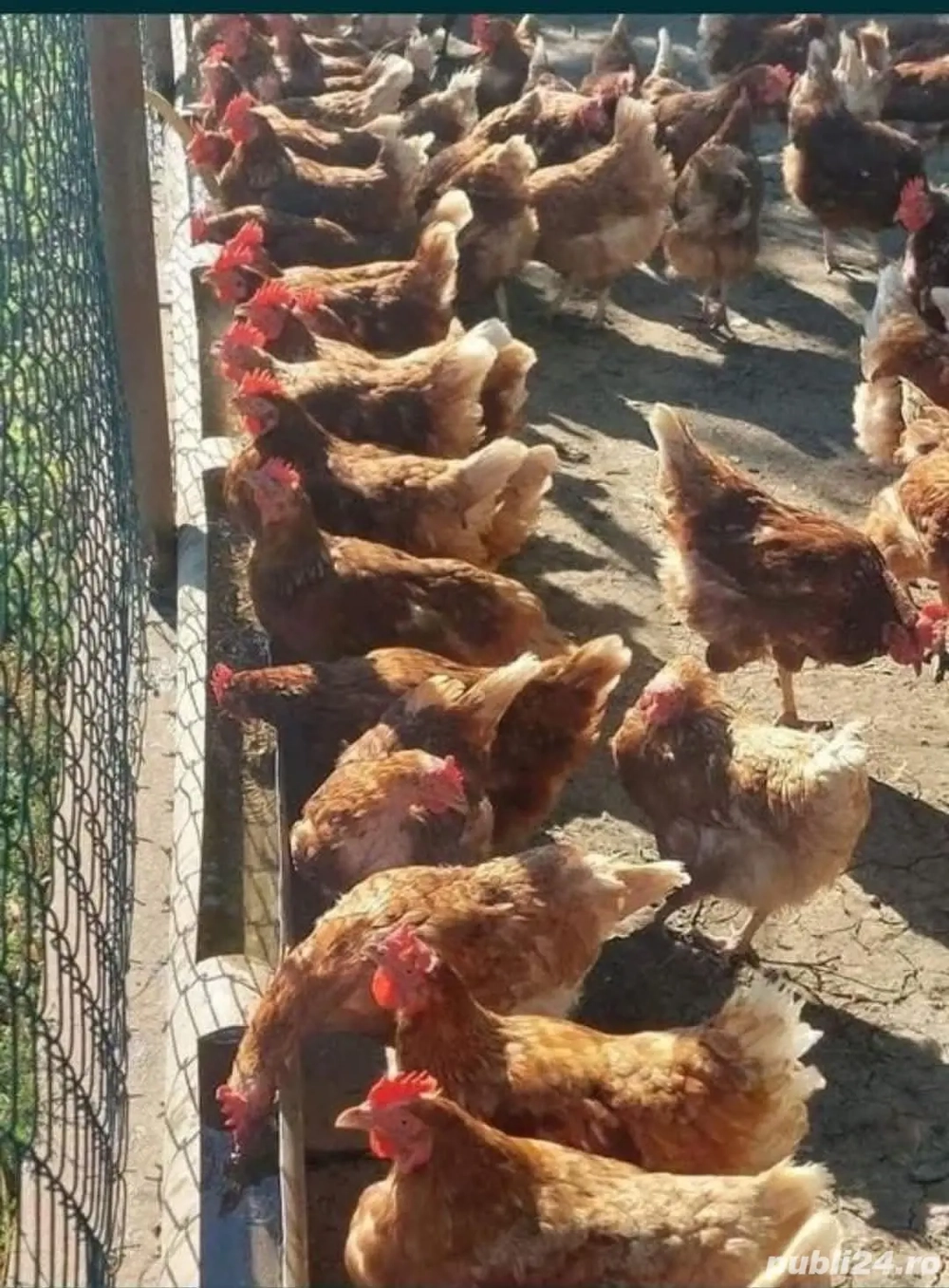 Găini roșii ouătoare 