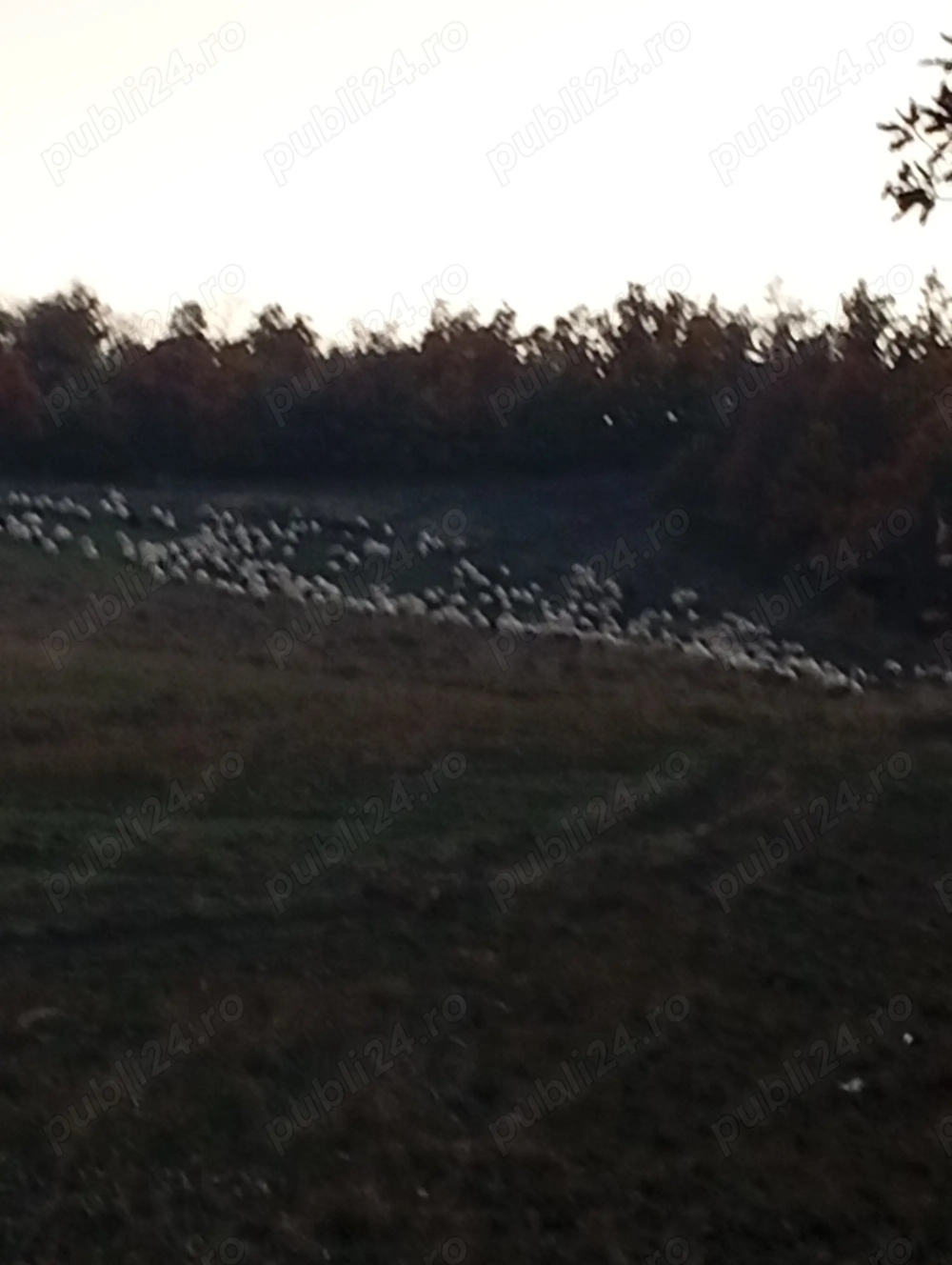 Vind 180 oi tinere fătate cu miei